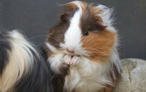 Фото с интернета