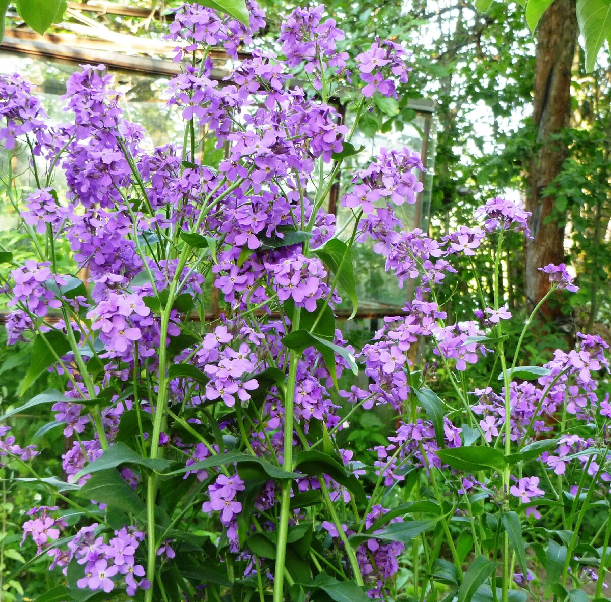 У меня цветы выросли в высоту около полутора метров. 