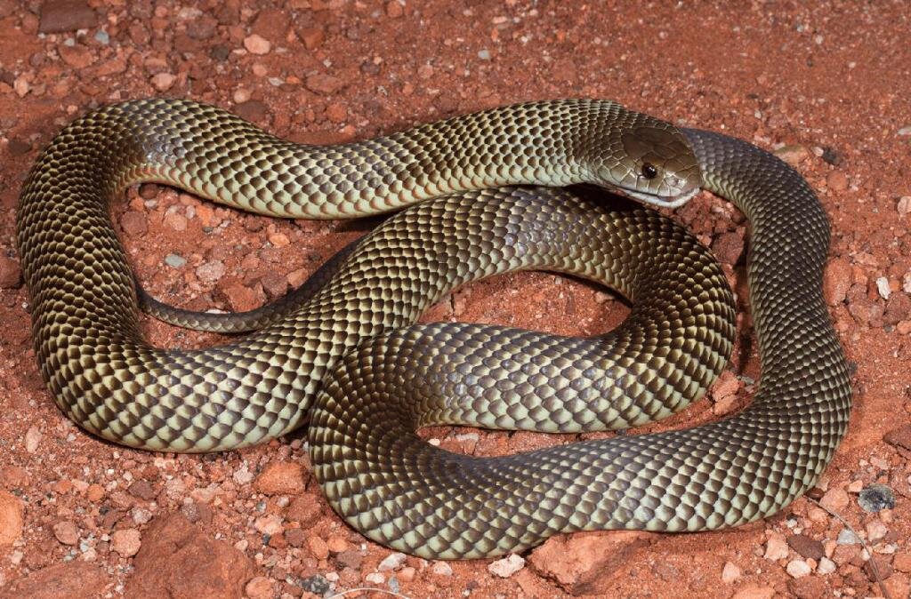 Мулга, или Коричневый Король. Изображение из открытых источников Яндекс.