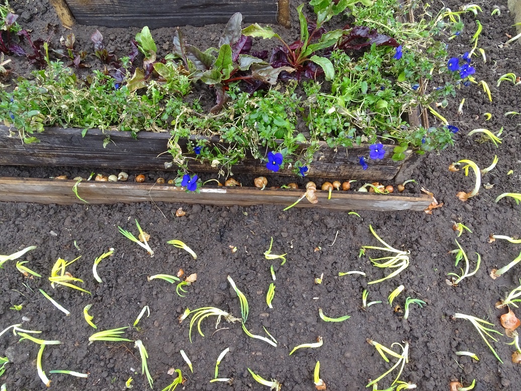 грядка-пирамида месяц назад