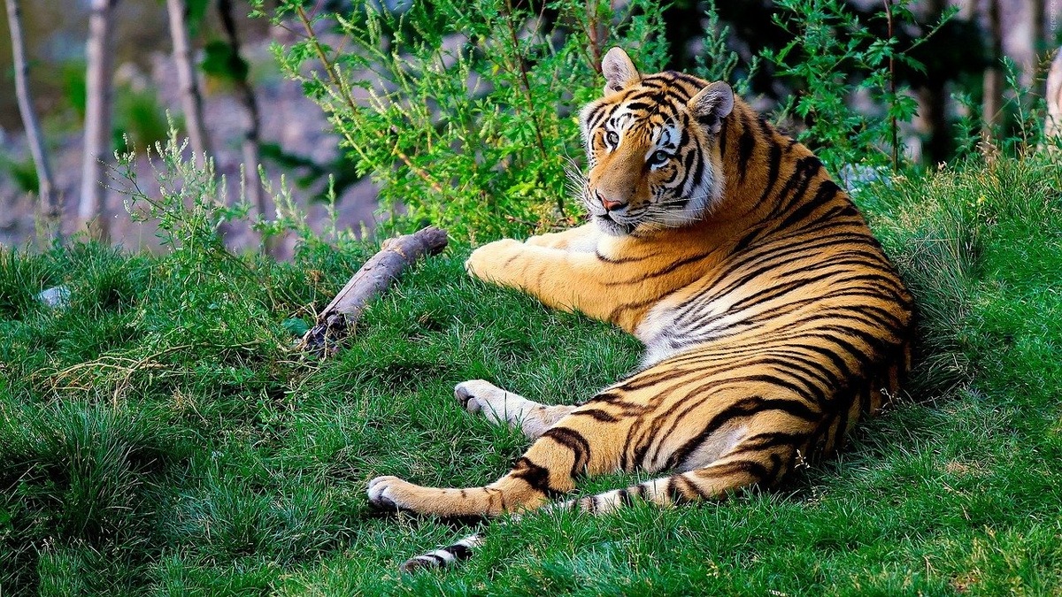 https://cdn.pixabay.com/photo/2016/01/19/17/04/bengal-tiger-1149535_1280.jpg