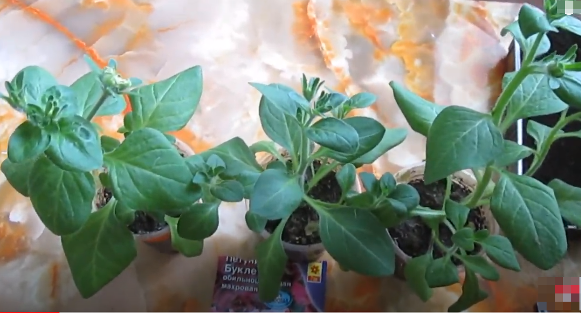 Фото автора — рассаде петунии 56 дней с момента посева 