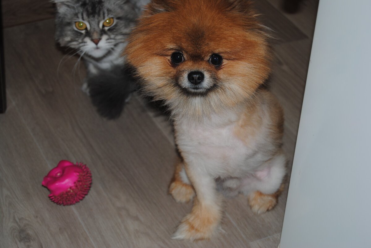     Арчи с охраной