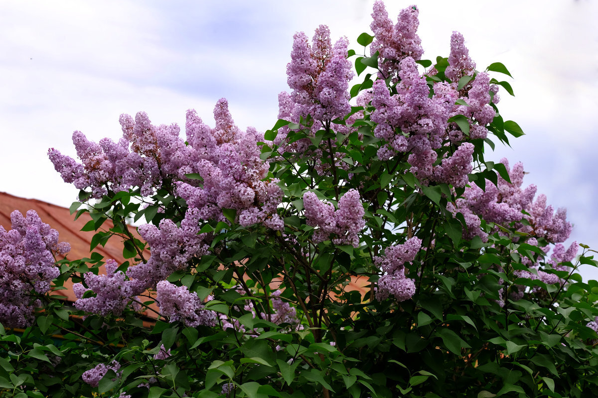 Росла сирень. Сирень обыкновенная (Syringa vulgaris). Сирень обыкновенная (Syringa vulgaris l.). Сирень Белисент. Сирень обыкновенная Мультиштамб.