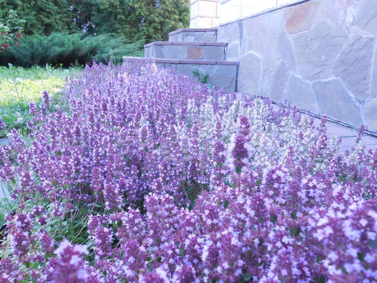 Тимьян посажен узкой полосой перед домом