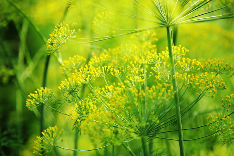 На зиму зелень можно заготавливать разными способами. Ее сушат, консервируют или замораживают. Иллюстрация для статьи используется по стандартной лицензии ©dachnyedela.ru