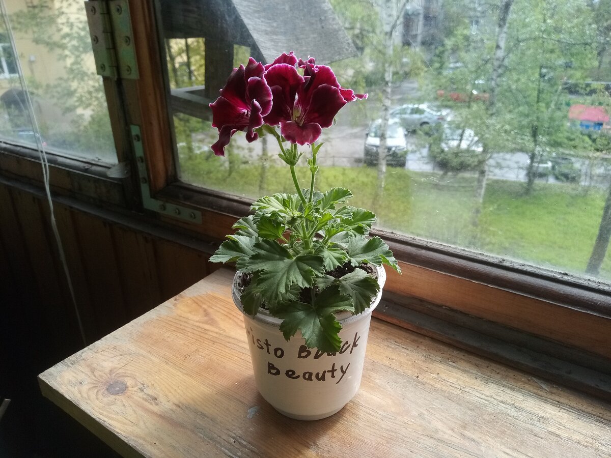 Кустик в полный рост