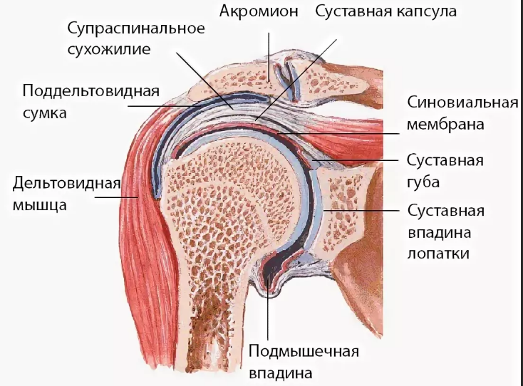 Развиваем подвижность плечевого сустава. 5 упражнений для здоровья сустава, снятия болей и улучшения его питания.