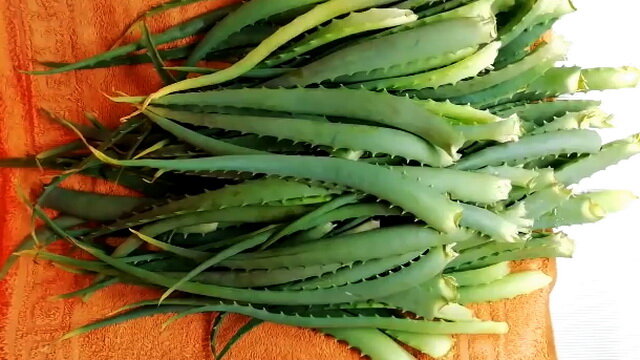 Срезанные листья алоэ