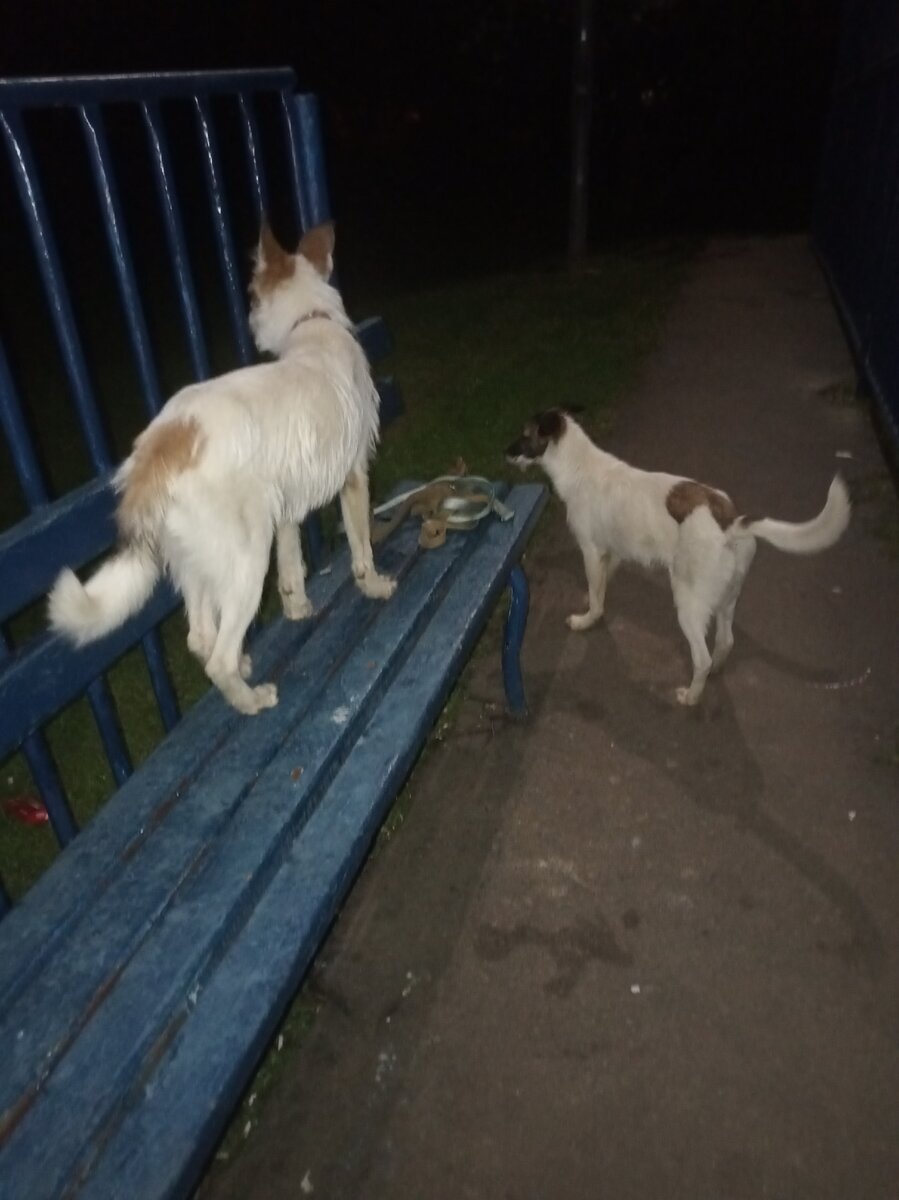 Они прижимали ушки только для того, чтобы людям было удобнее гладить их по мягким пушистым головушкам…