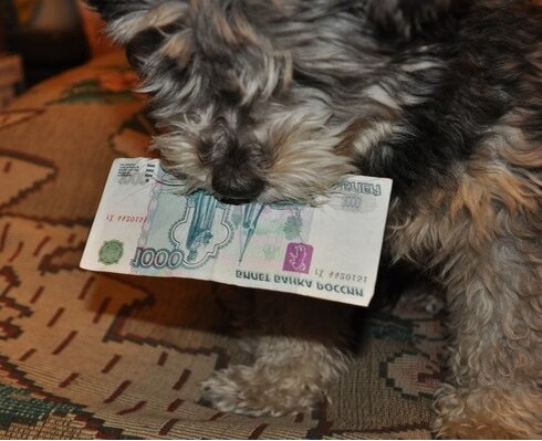 Вся ветеринарная медицина платная