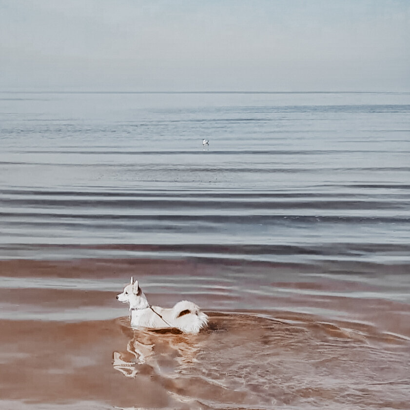 Водоплавающая корги