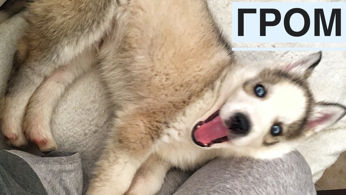 Вот такой красавчик живет с нами в квартире!