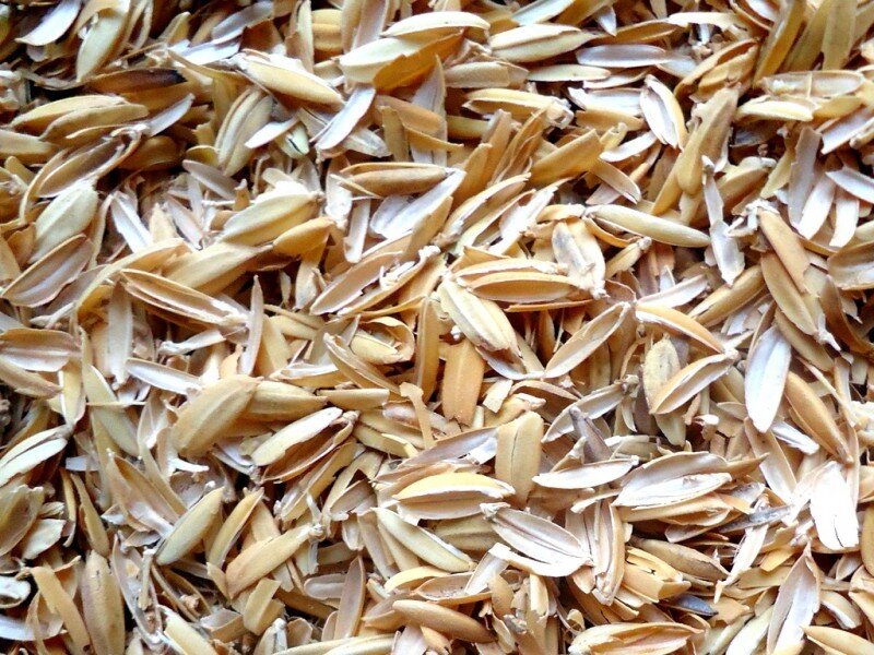 рисовая шелуха (лузга). мякина гречишная. мякина ячменная. мякина от пшеницы. мякина что это такое.