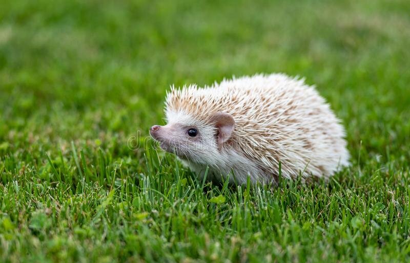 Источник Google картинки