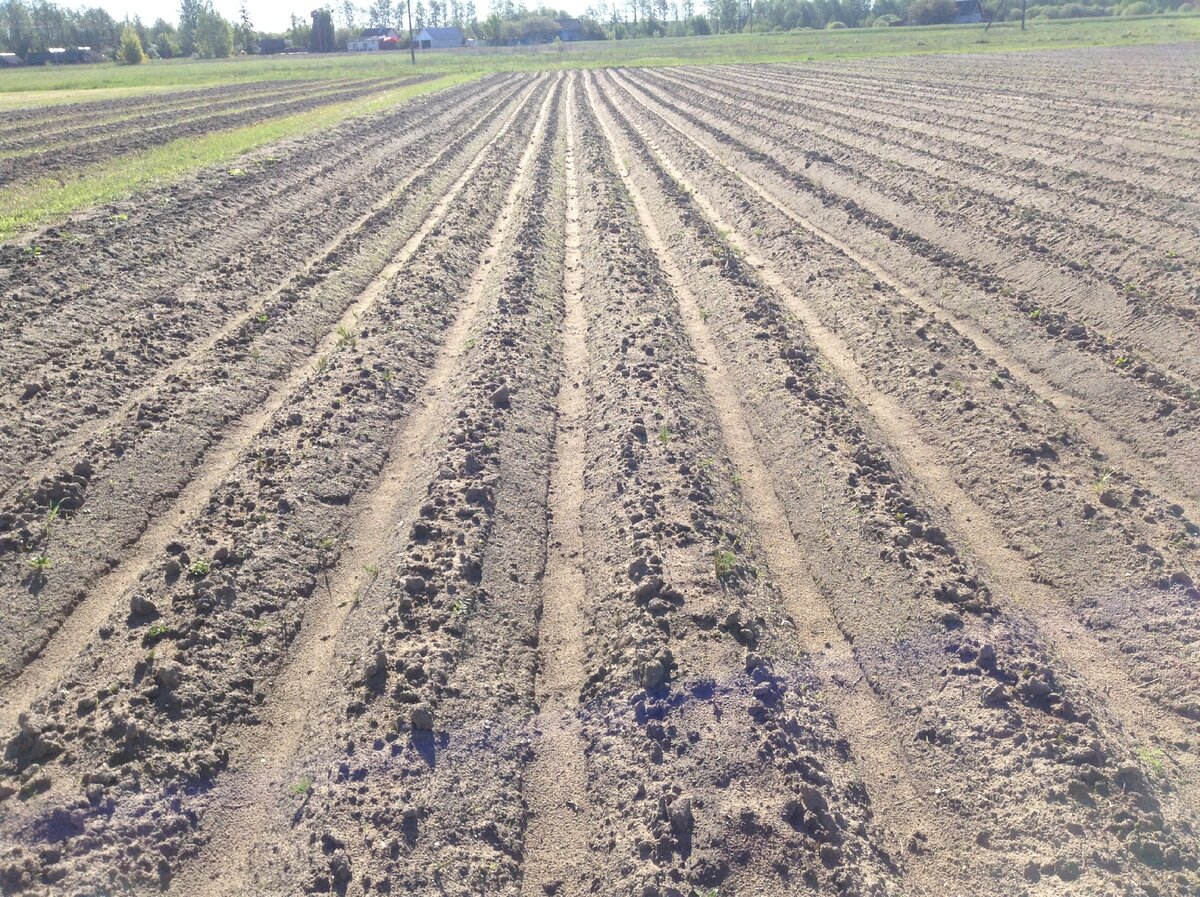 наша картошка