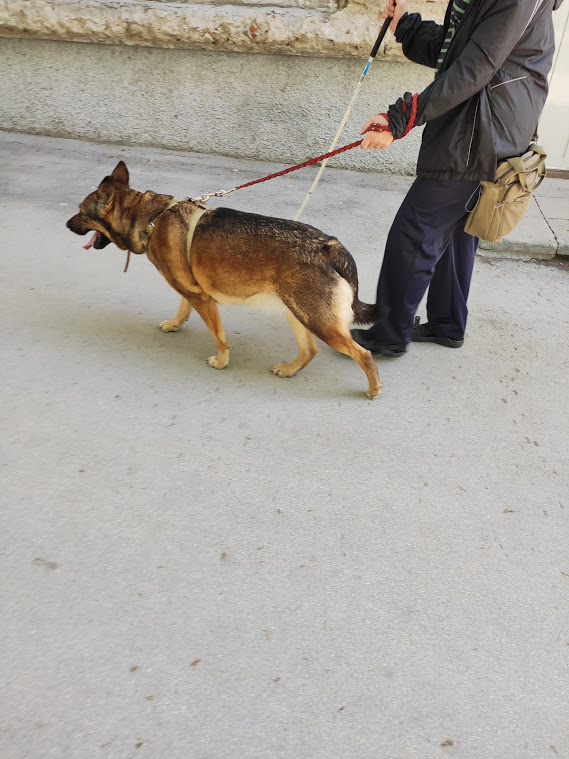 Личный архив (собака-проводник, Альма)