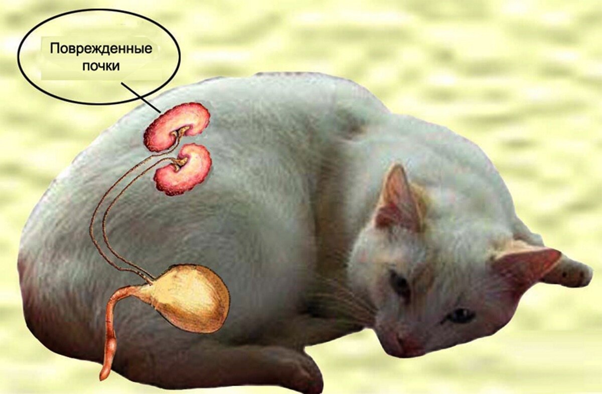Взк у кошек. Кошки с больными почками. Почечнокаменная болезнь у животных. Заболевания мочеполовой системы у Коше.