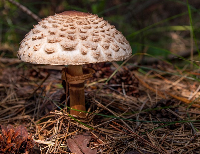 Гриб Зонтик Девичий - это один из лучших грибов наших лесов, он по праву  считается деликатесом. Рассказываю, как отличать | В лес по грибы | Дзен