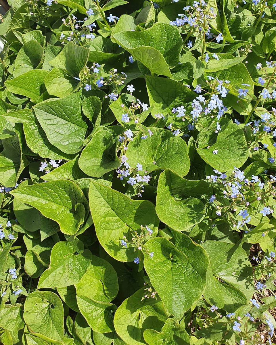 Незабудки будут как раз в тему моего поста