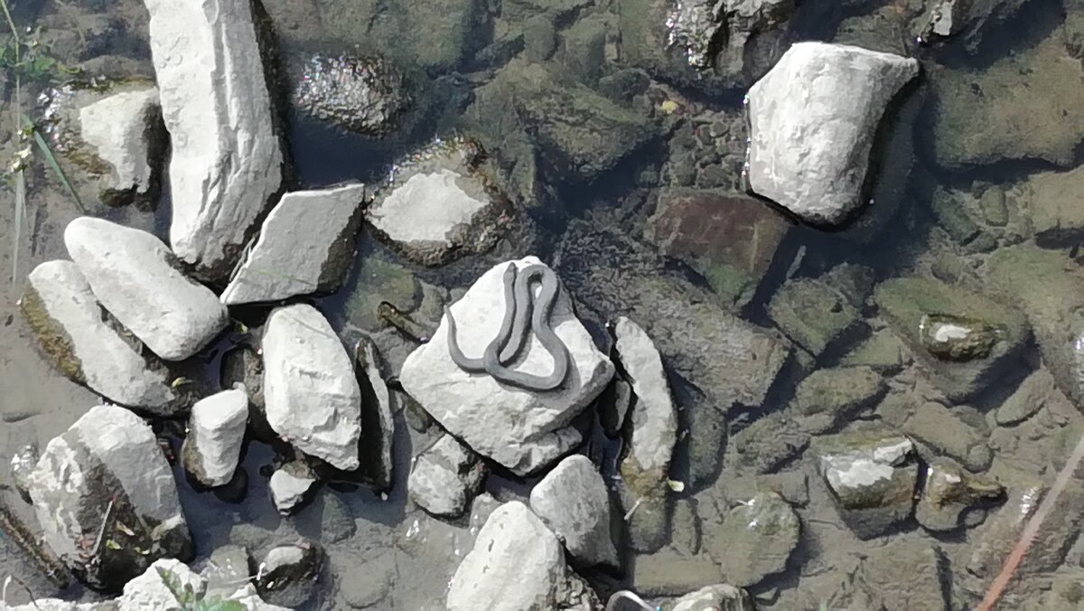 Фото с прогулки. Змея загорает на камушке.ъ