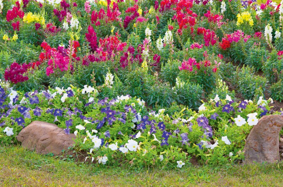 Расположение цветов на клумбе варианты фото многолетние