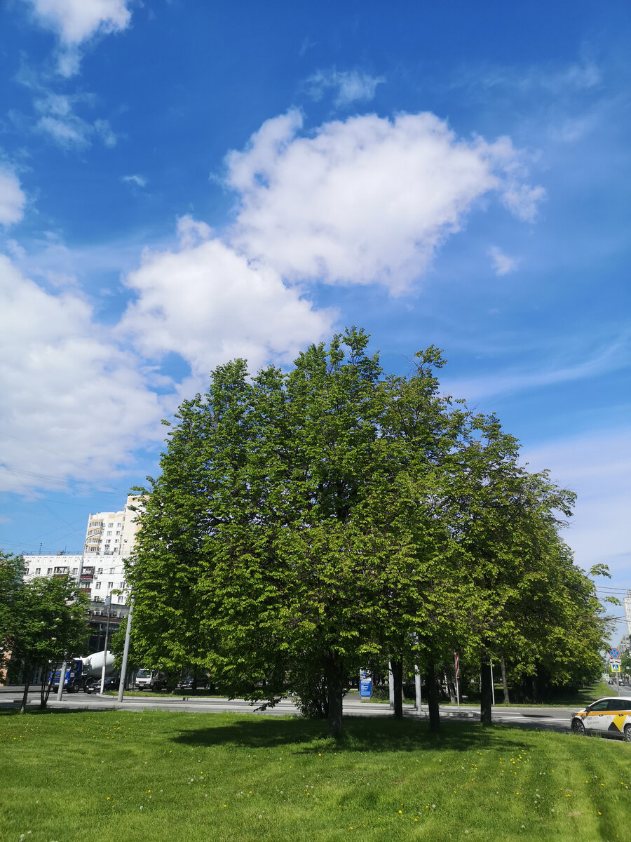 В москве наступило настоящее лето. При этом, в Подмосковье в 30 км весна только начинается.