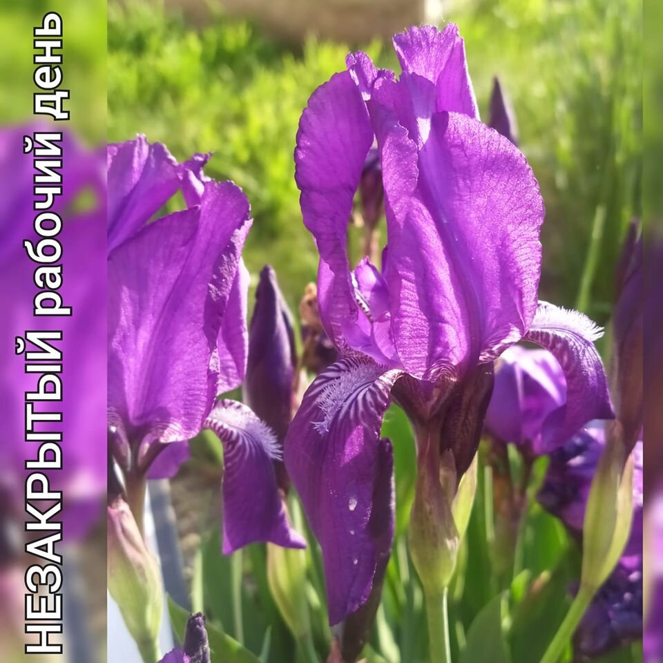 вото автора