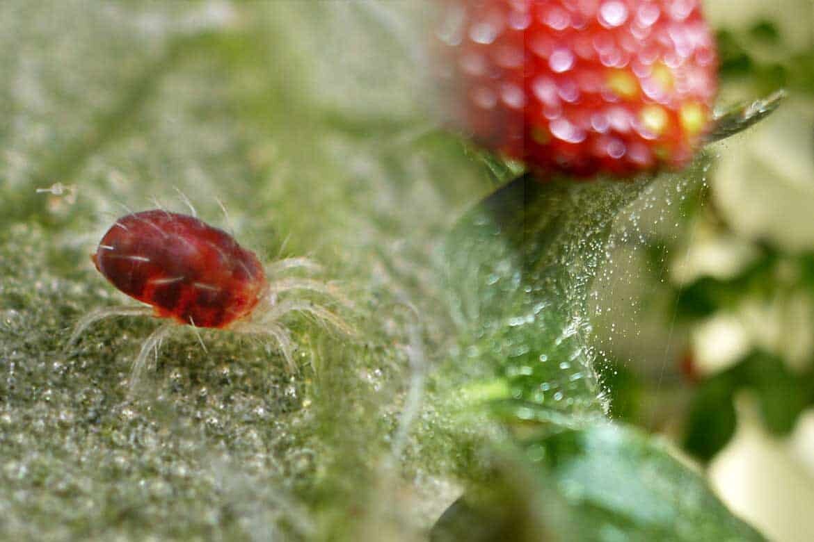 Фото с Яндекс. Картинки 