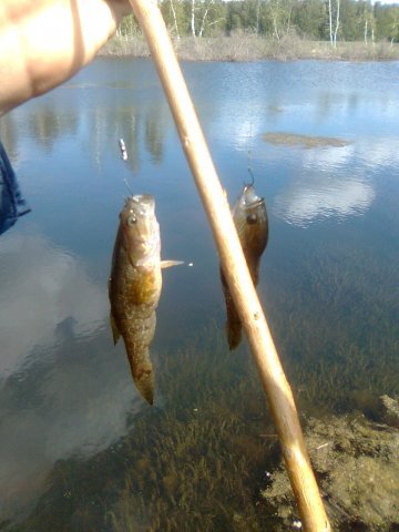 На заднем фоне можно различить поднимающуюся водоросль. Пока она низкая, ротану негде прятаться.