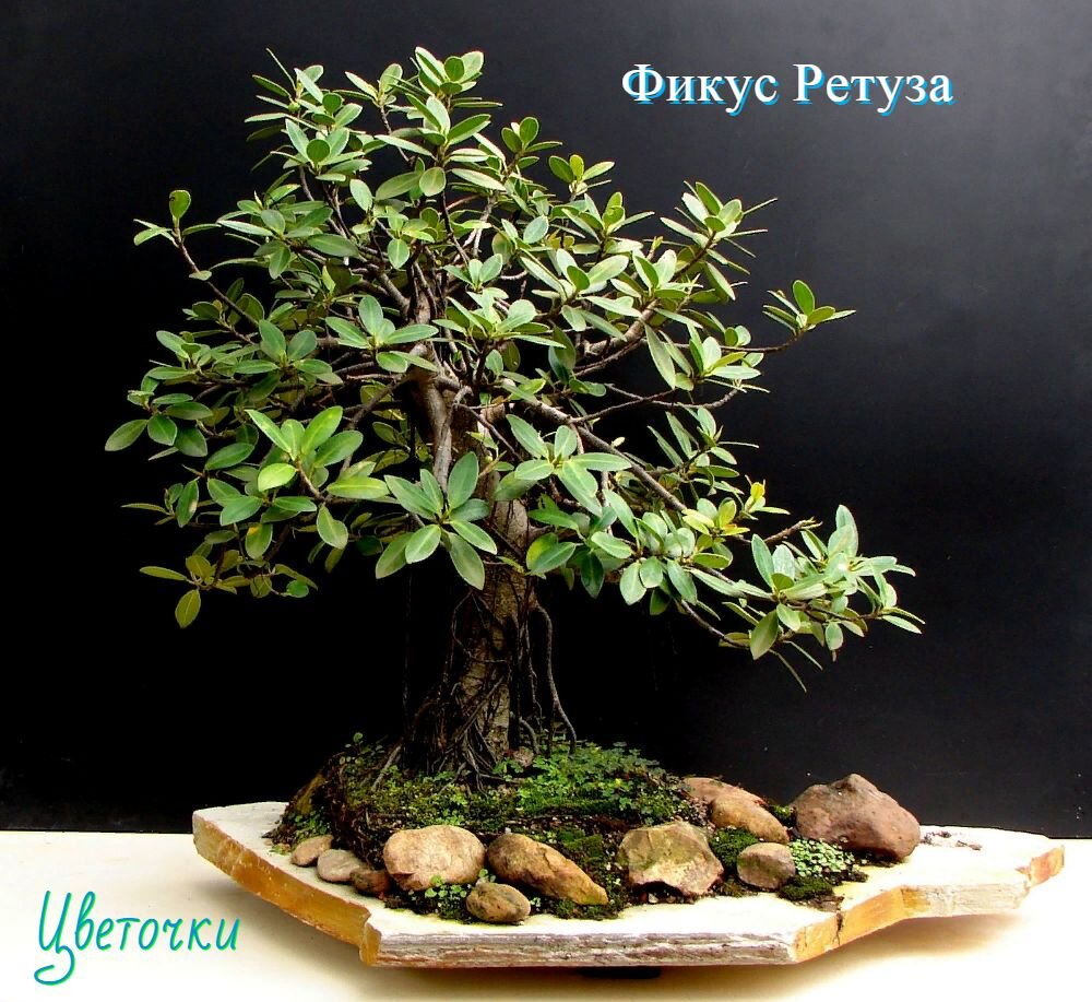 фикус Ретуза (Ficus retusa)