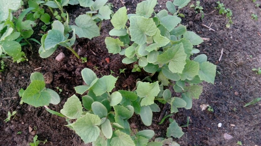 Огурцы-самосейки, 2020 год. Фото автора