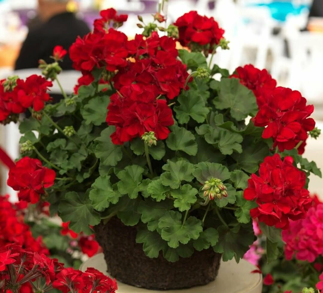 Герань доставка. Pelargonium Calliope Dark Red массовые посадки. Сим диадема пеларгония. Что любит герань. Пеларгония из листа.