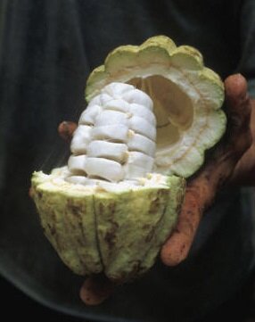 Бобы внутри плода какао. Фото из интернета