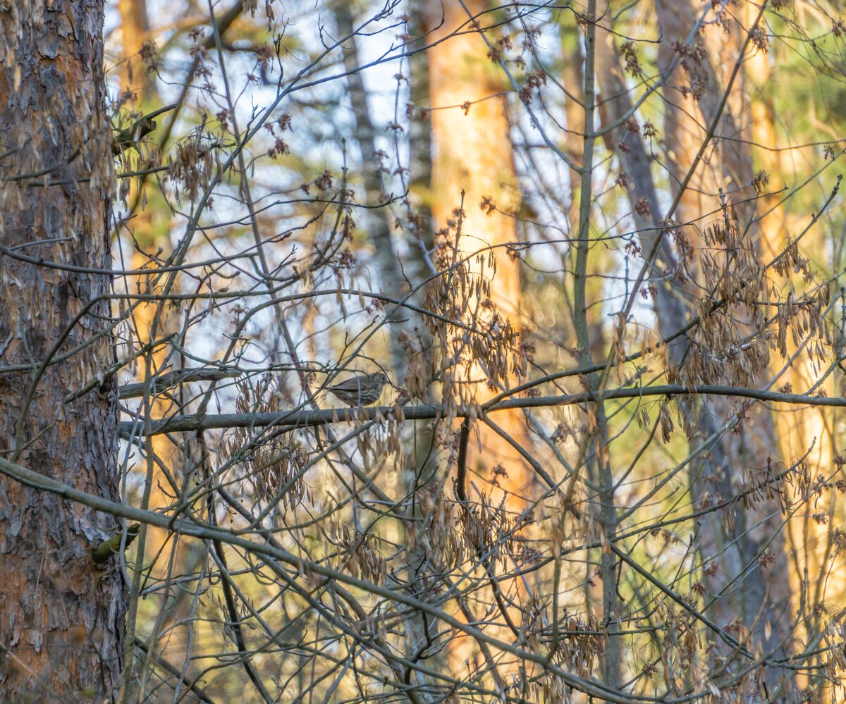 авторское фото