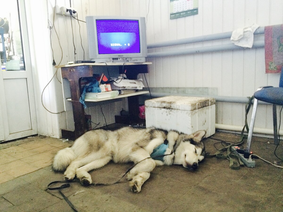 Устроились