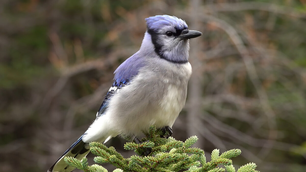 Голубая сойка