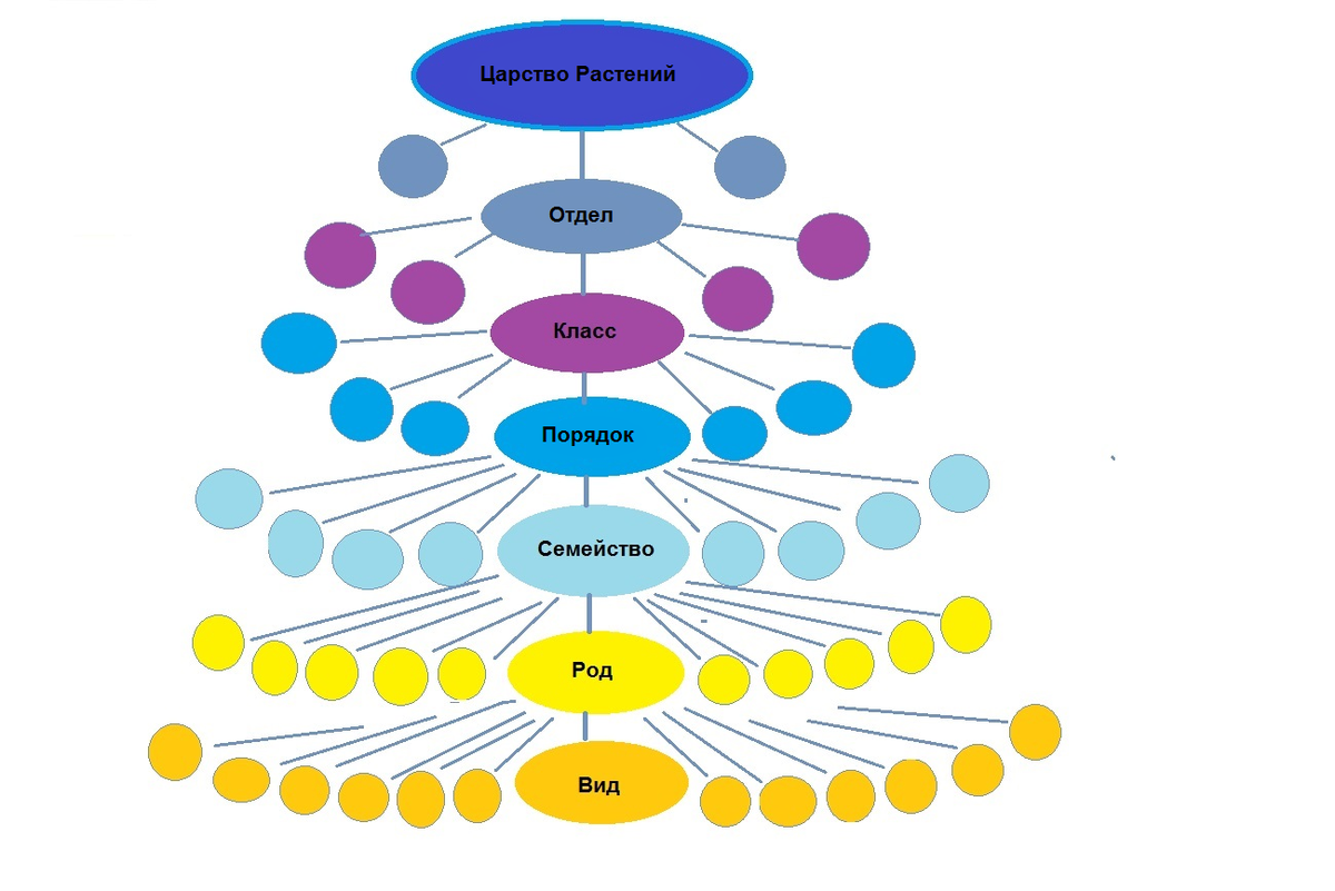Виды объединяются в семейства. Классификация растений. Систематика растений и животных. Иерархия растений. Классификация растений схема.
