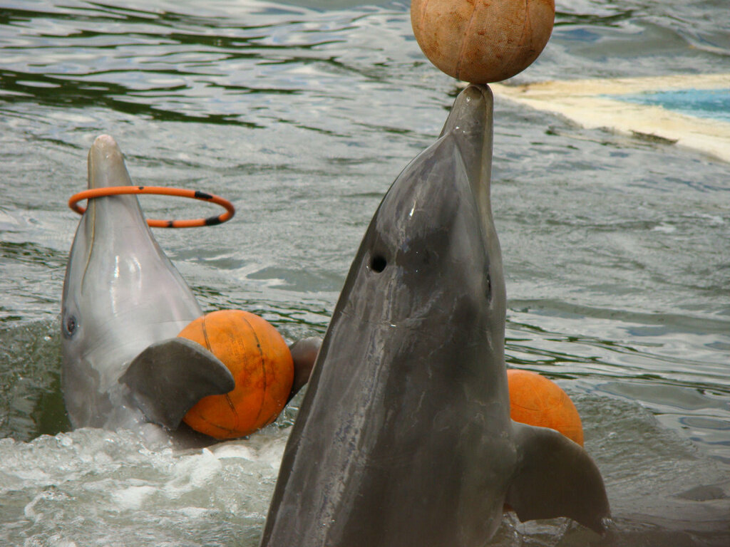 Дельфинарий варадеро. Дельфинарий Варадеро Куба. Фото дельфинарий Варадеро.