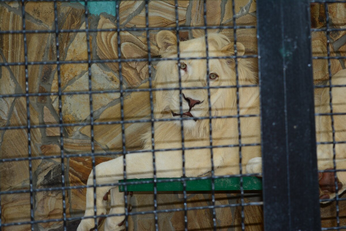 Белый лёва.