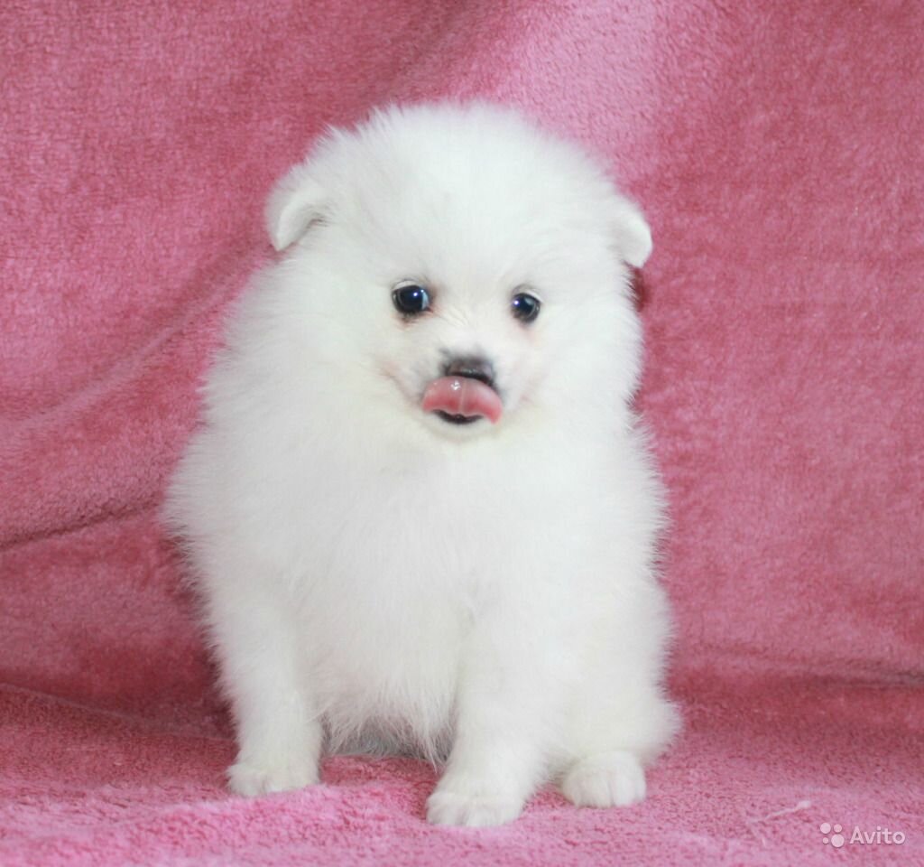 Взято https://62.img.avito.st/1280x960/5218976562.jpg