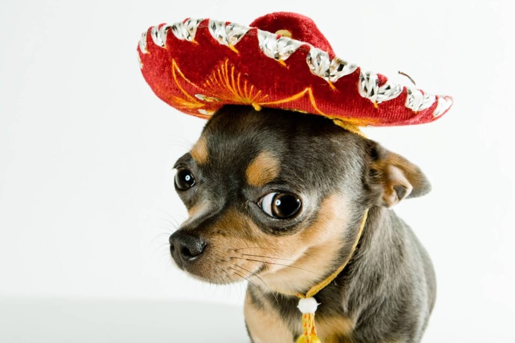 Эта мексиканская породистая собака – больше, чем просто роскошная игрушка.
Хотя существуют разные теории о происхождении породы чихуахуа, почти наверняка эта порода происходит из Мексики.