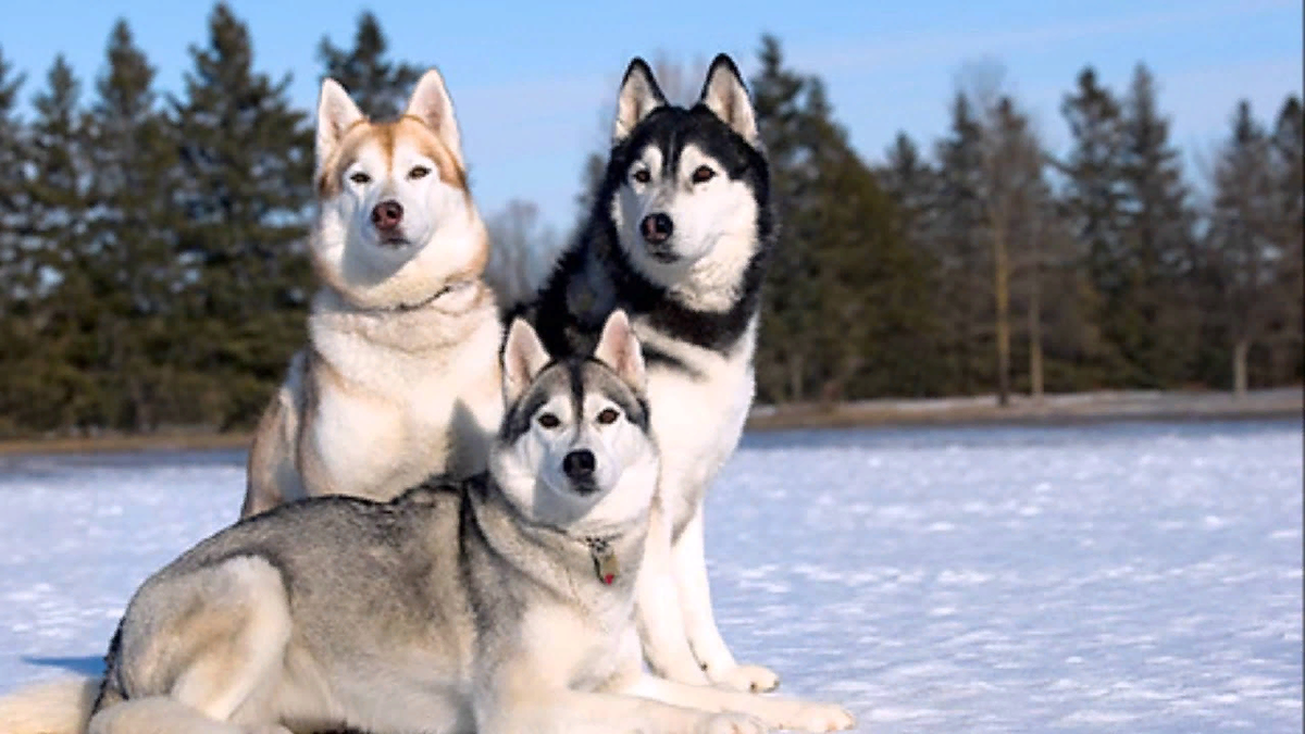 собака лайка хаски. лайка и хаски. западносибирская лайка. 3 друга лайки. маламут и овчарка.