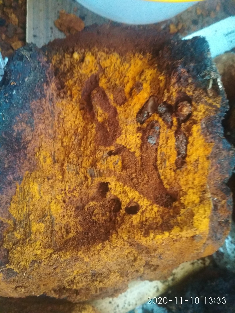 Чага, съеденная личинкой