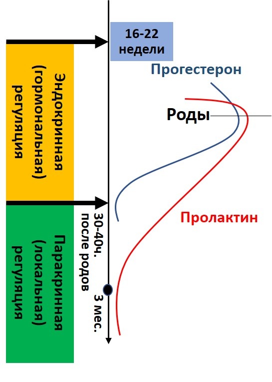 Изменения уровня гормонов под действием родов