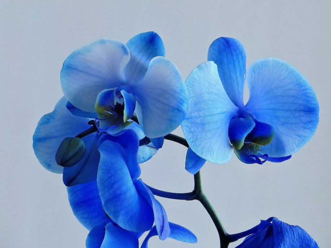 Top 10 blue orchids wallpaper ideas and inspiration