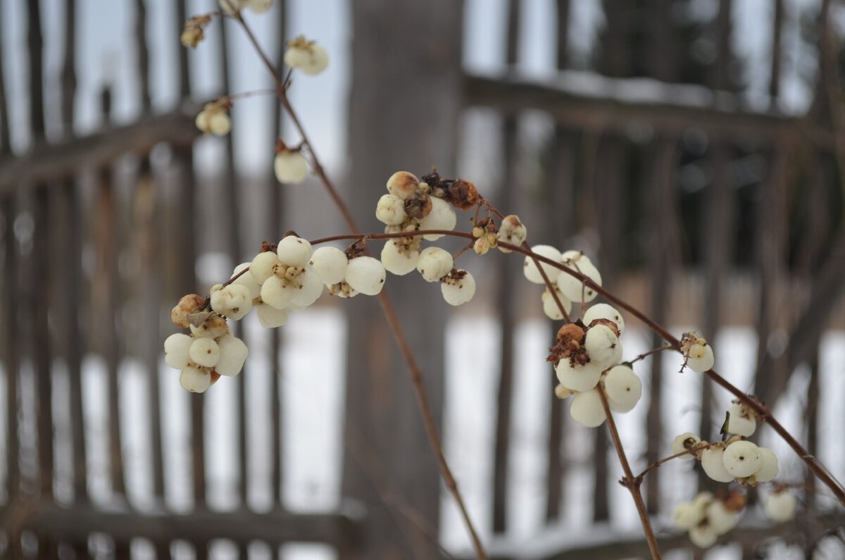 Снежноягодник. Фото автора