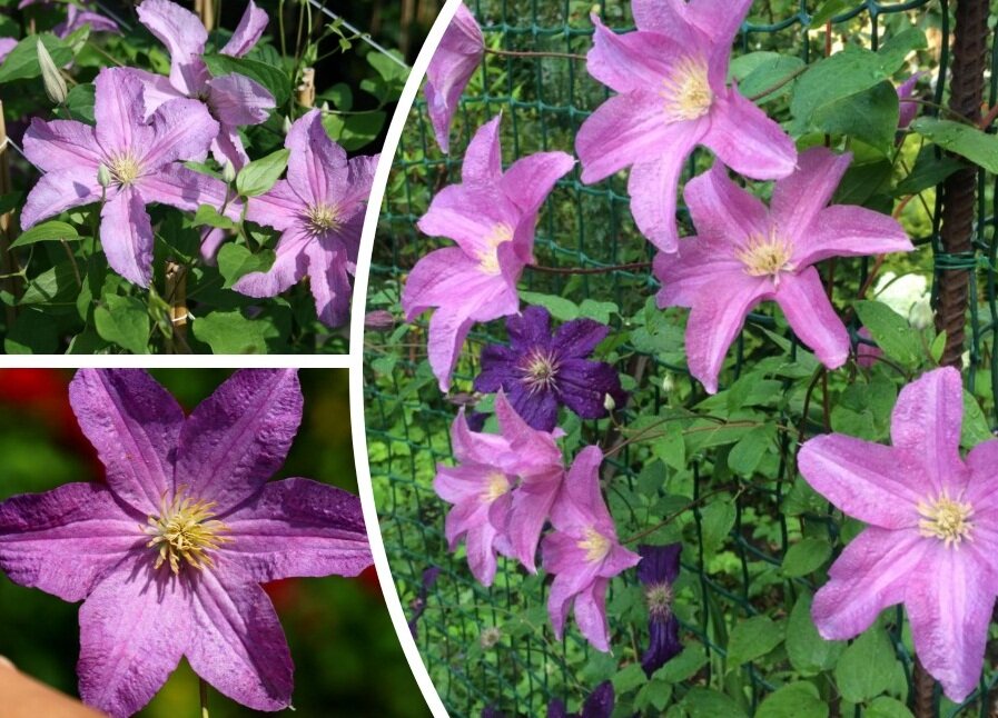 Клематис Данута (Clematis Danuta)