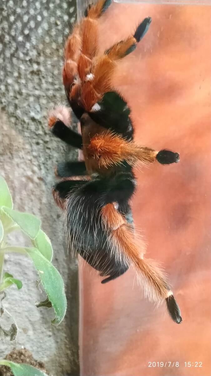 В зоопарке представлено более 40 видов пауков