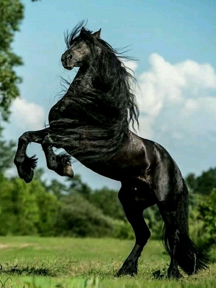 Фото взято из свободных источников. Это не Каприз. Его сфотографировать я забыл.